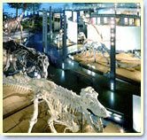 FPDM: 福井県立恐竜博物館